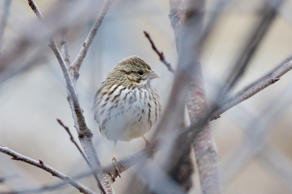 Savannah Sparrow (Savannah) - Nancy Villone