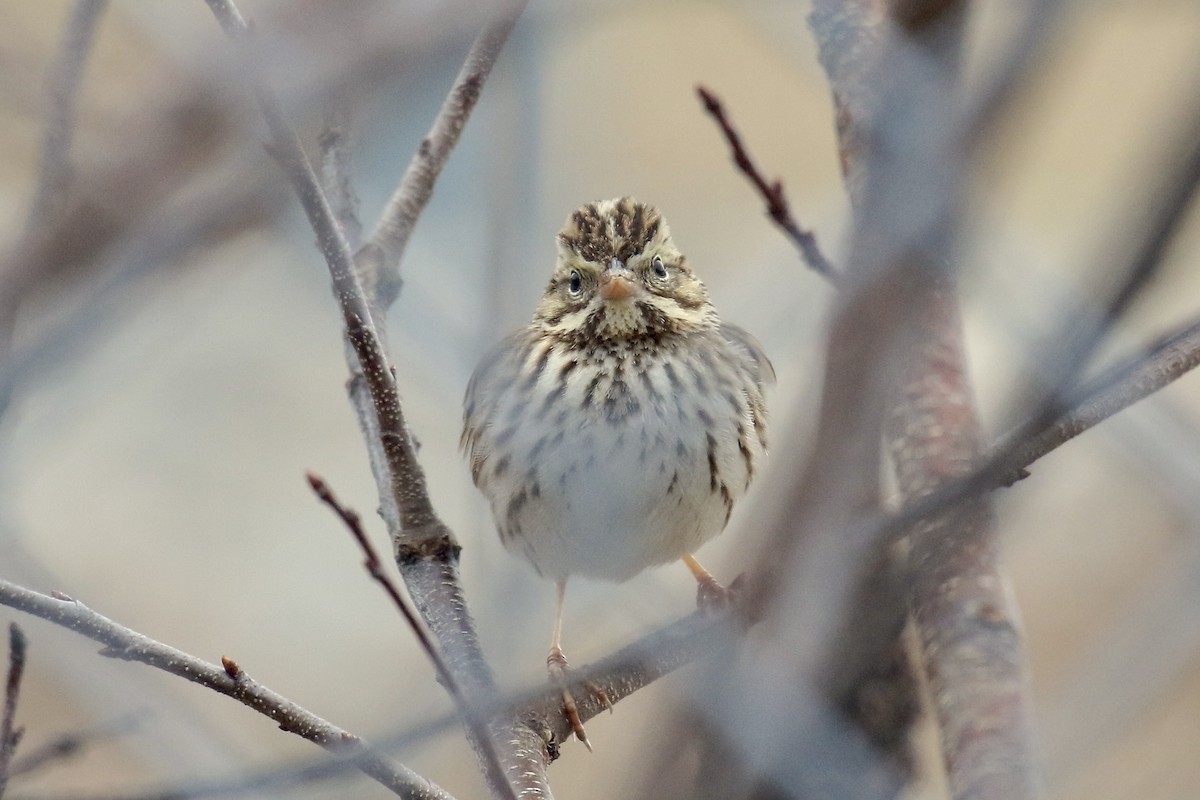 Savannah Sparrow (Savannah) - Nancy Villone