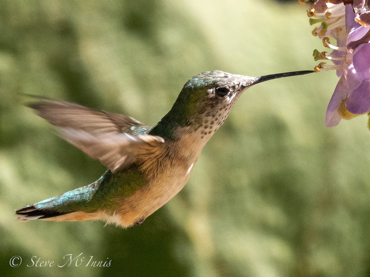 Broad-tailed Hummingbird - ML546474261