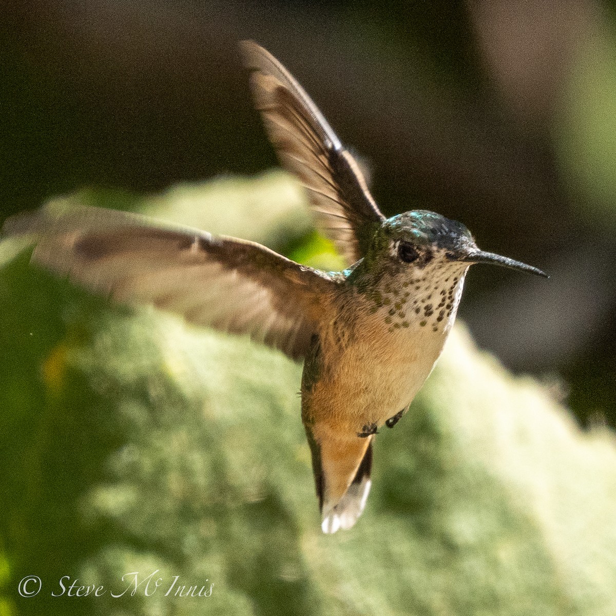 Broad-tailed Hummingbird - ML546474271