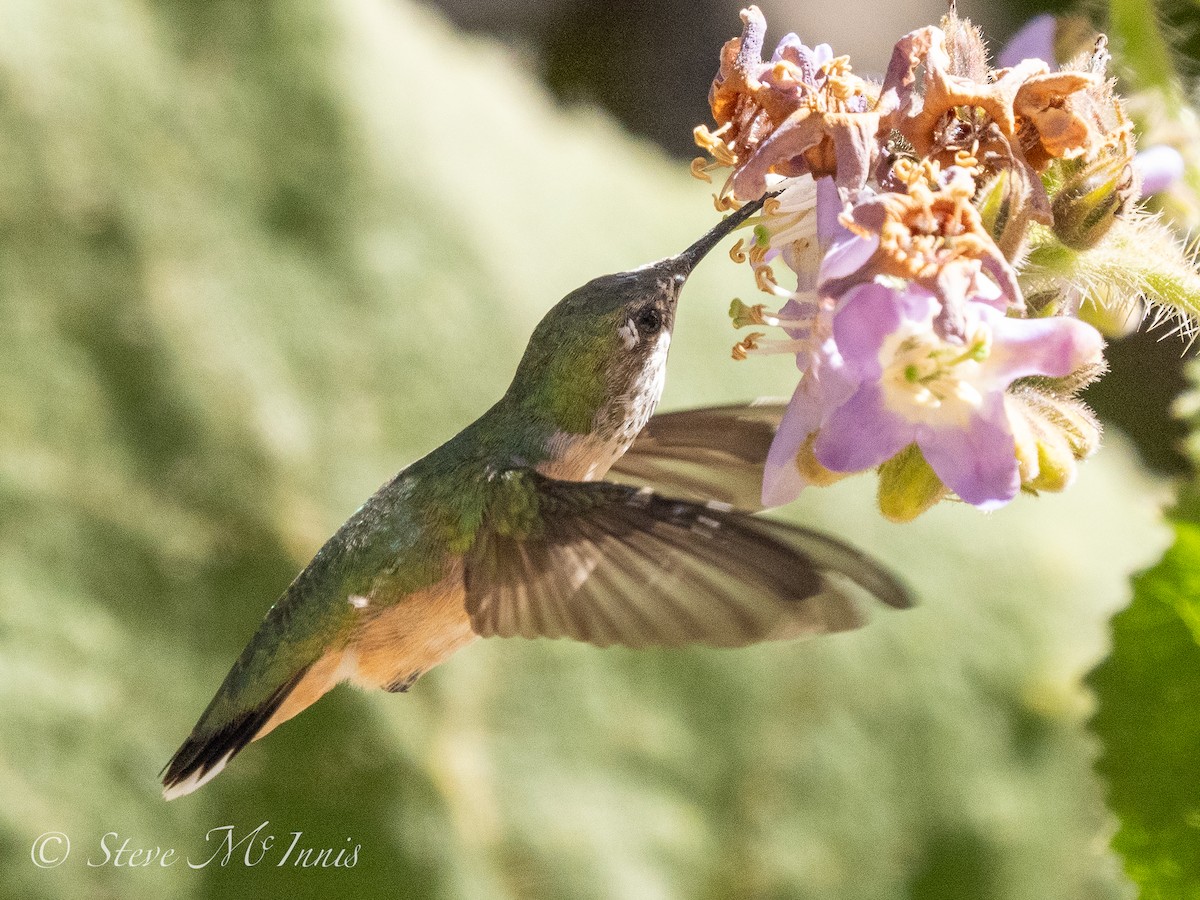 Broad-tailed Hummingbird - ML546474281