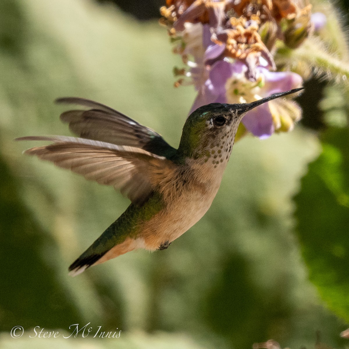 Broad-tailed Hummingbird - ML546474301