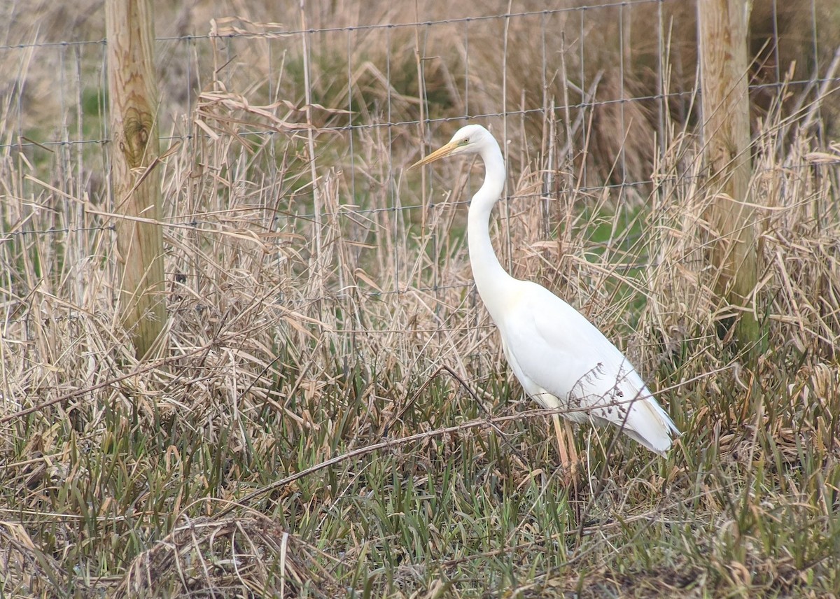 Great Egret - Dave Andrews