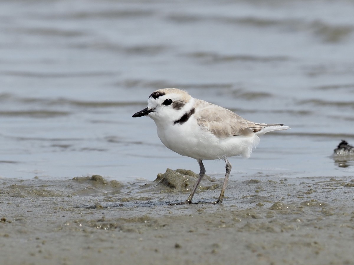 Snowy Plover - Yve Morrell