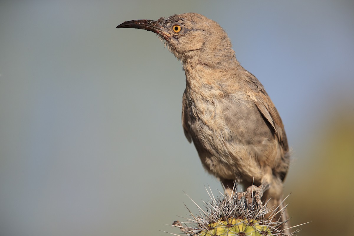 Curve-billed Thrasher (palmeri Group) - Michael Stubblefield