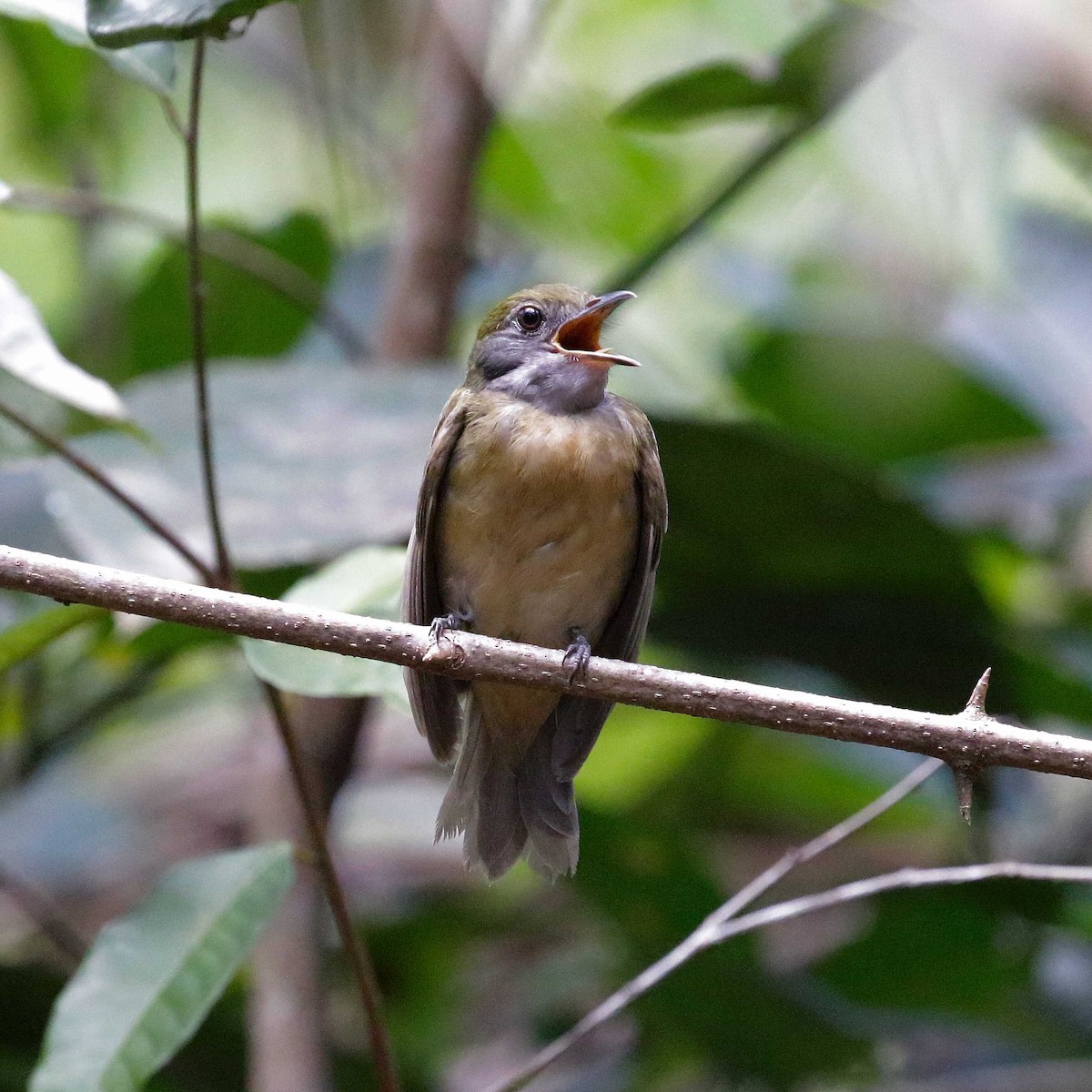 Yellow-crowned Manakin - José Dionísio JDionísio