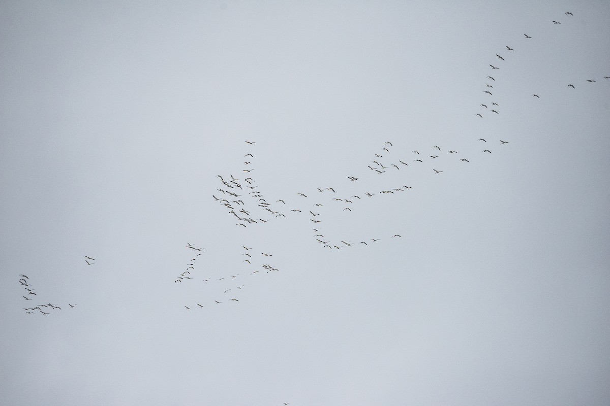 Snow Goose - Sue Barth