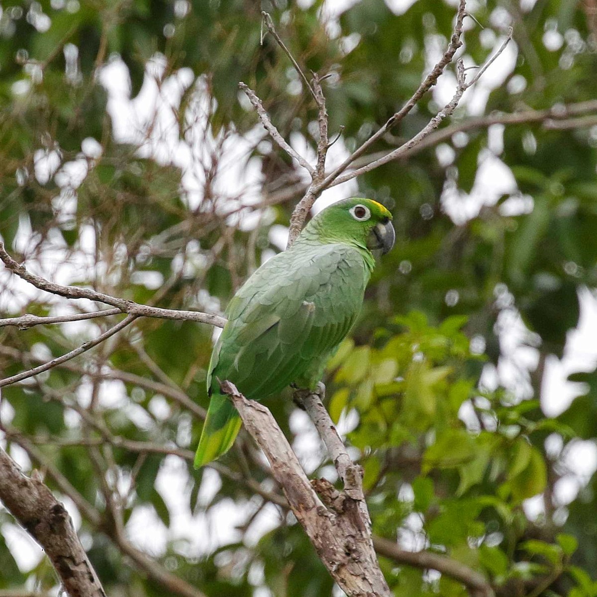 Mealy Parrot - ML546477171