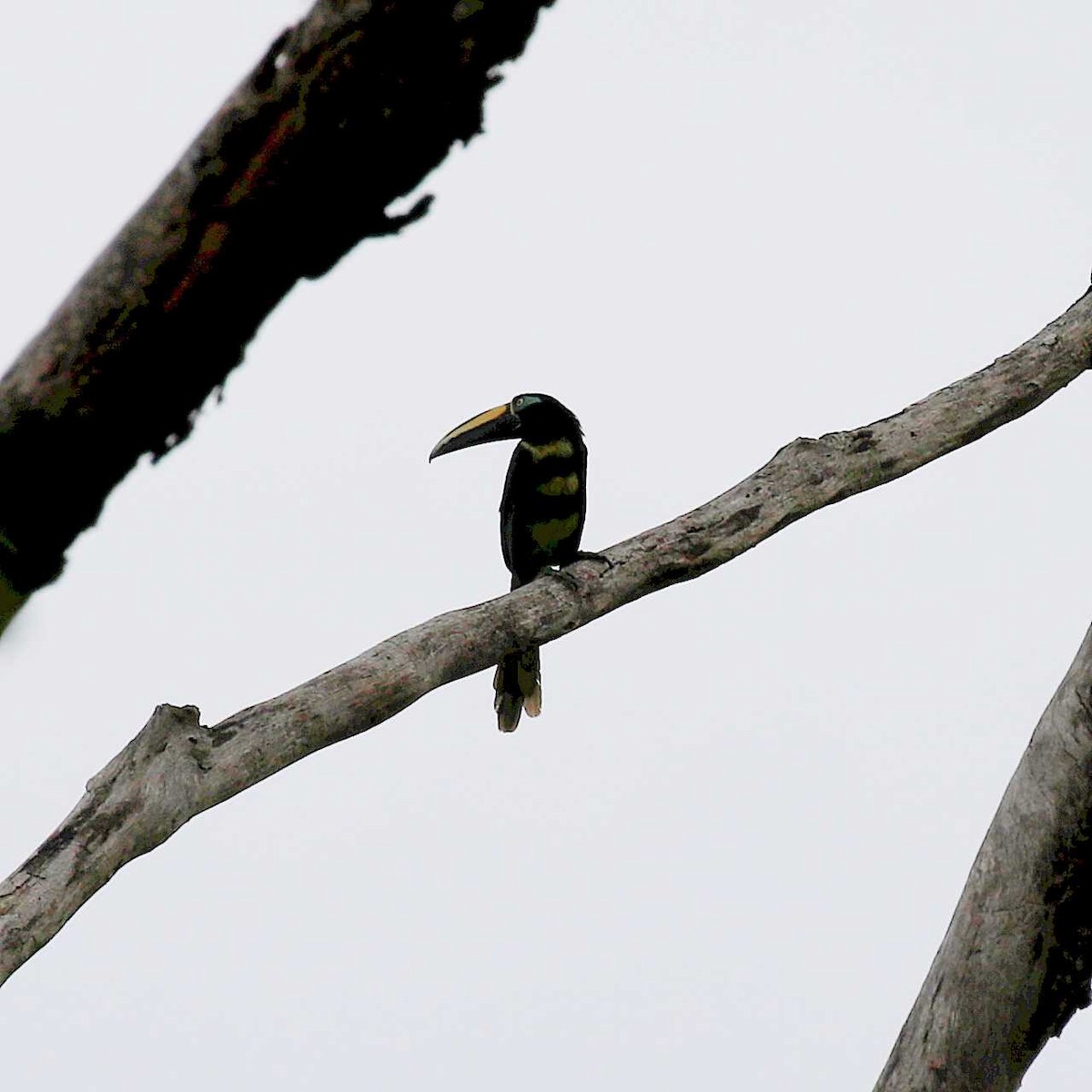 Many-banded Aracari - ML546477241