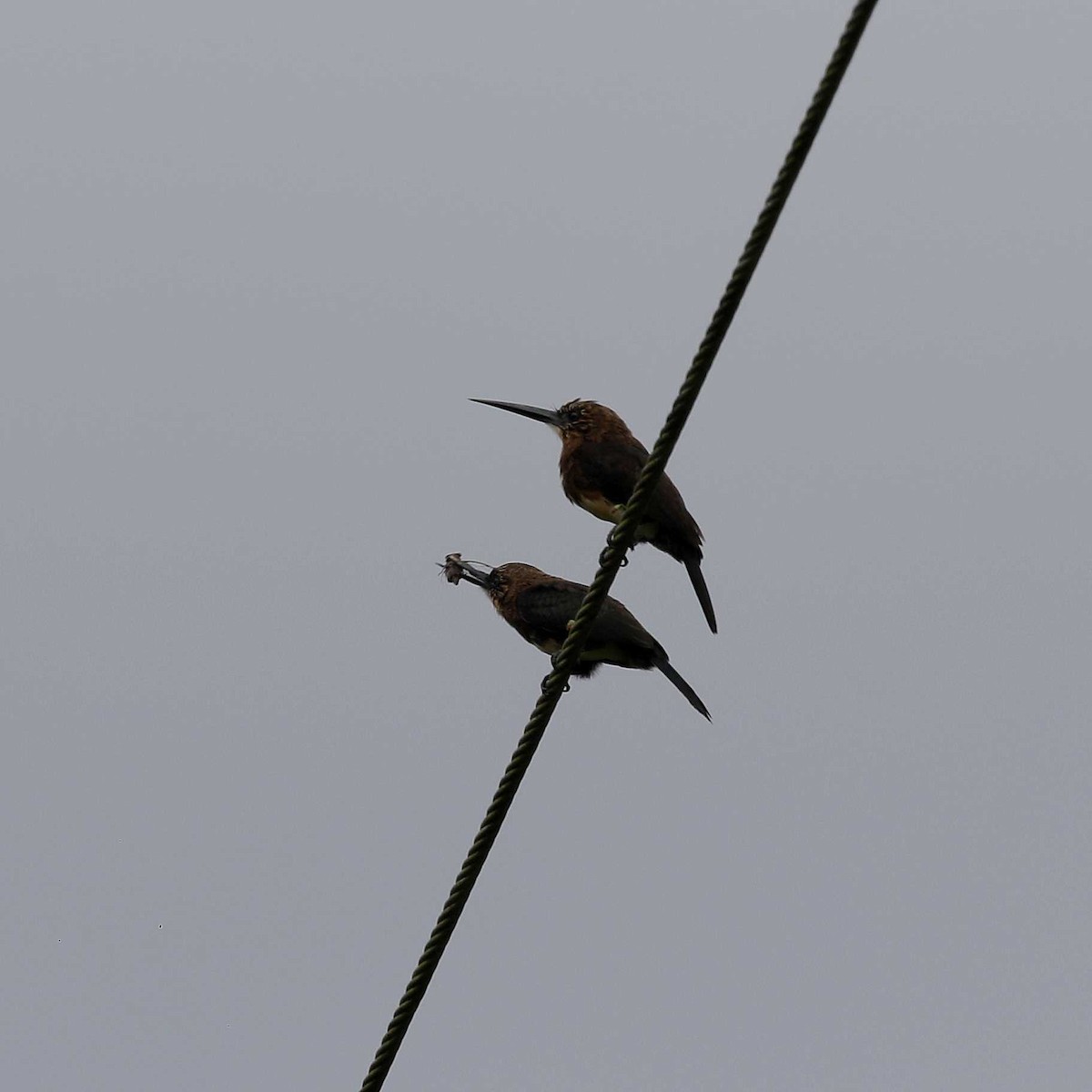 Brown Jacamar - ML546477381