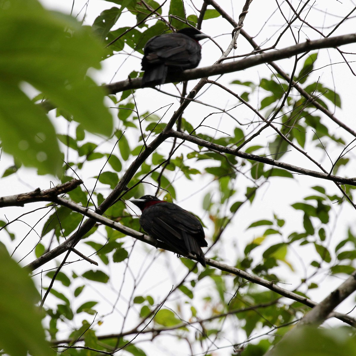 Purple-throated Fruitcrow - ML546477771