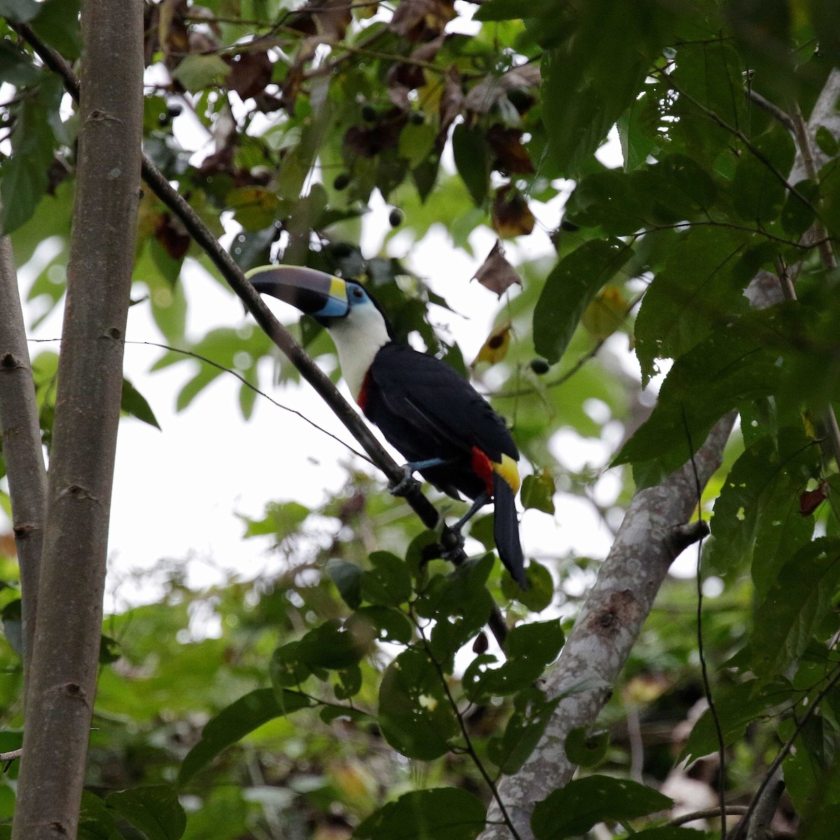 Toucan à bec rouge - ML546477861