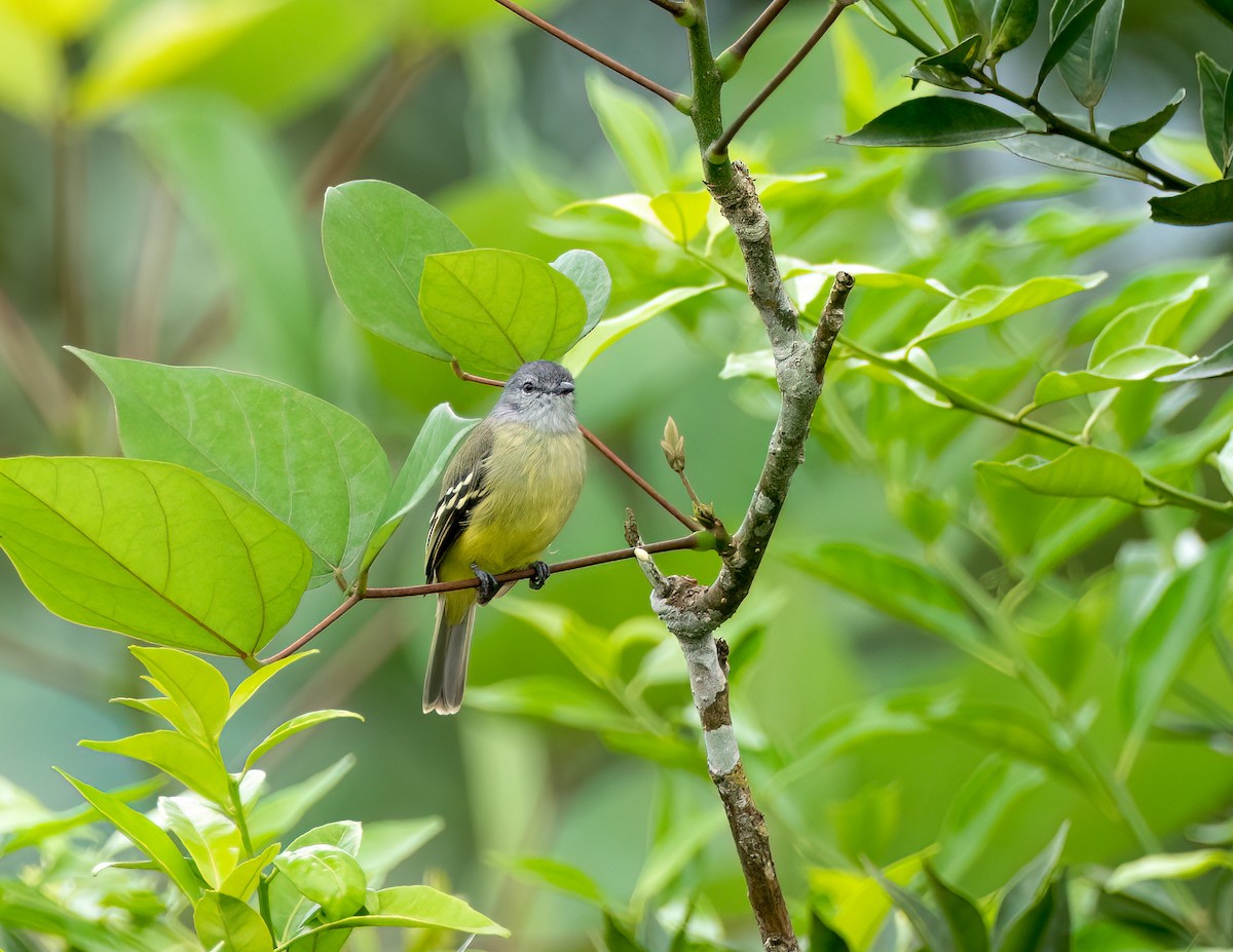 Yellow-crowned Tyrannulet - ML546478161