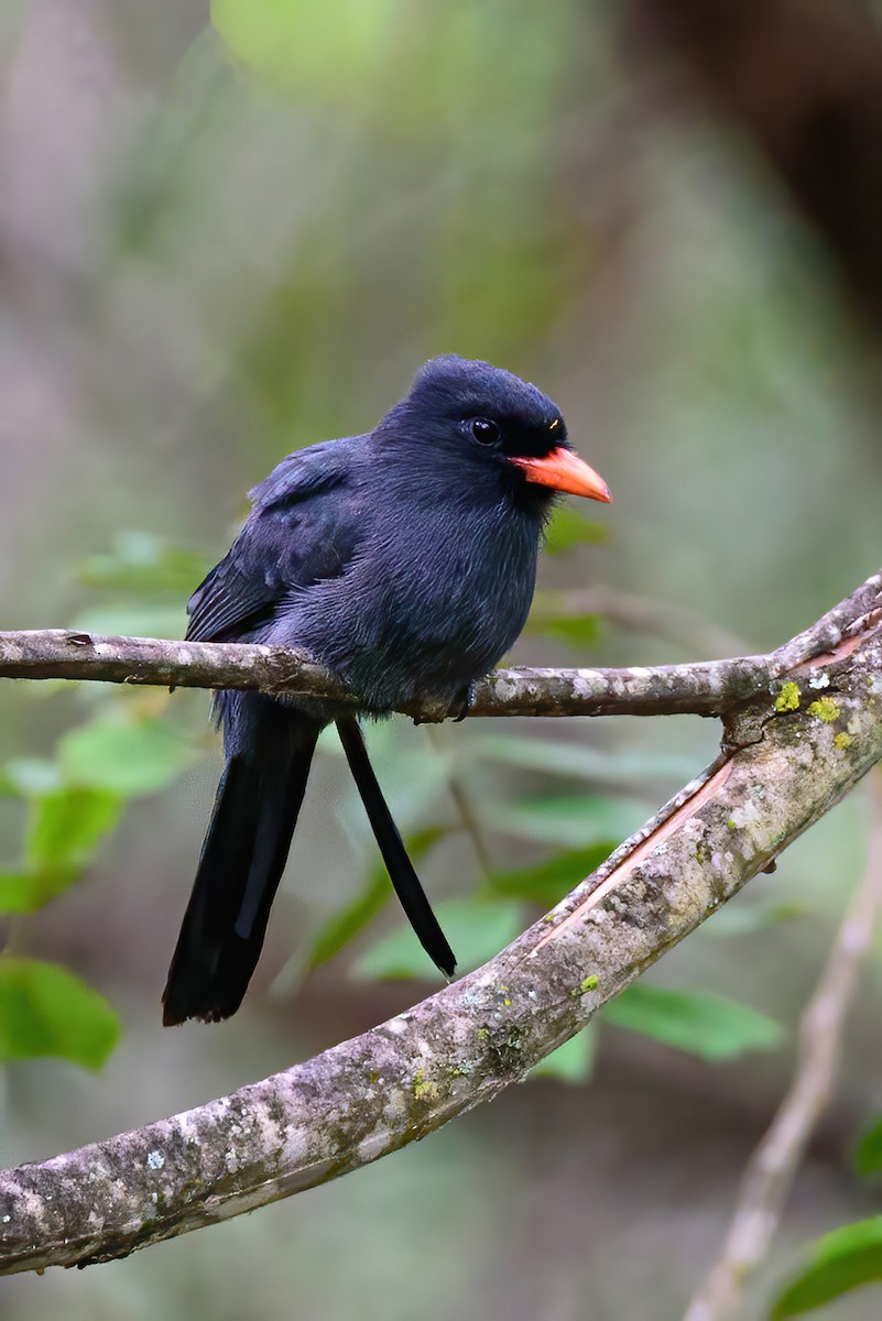 Black-fronted Nunbird - ML546478371