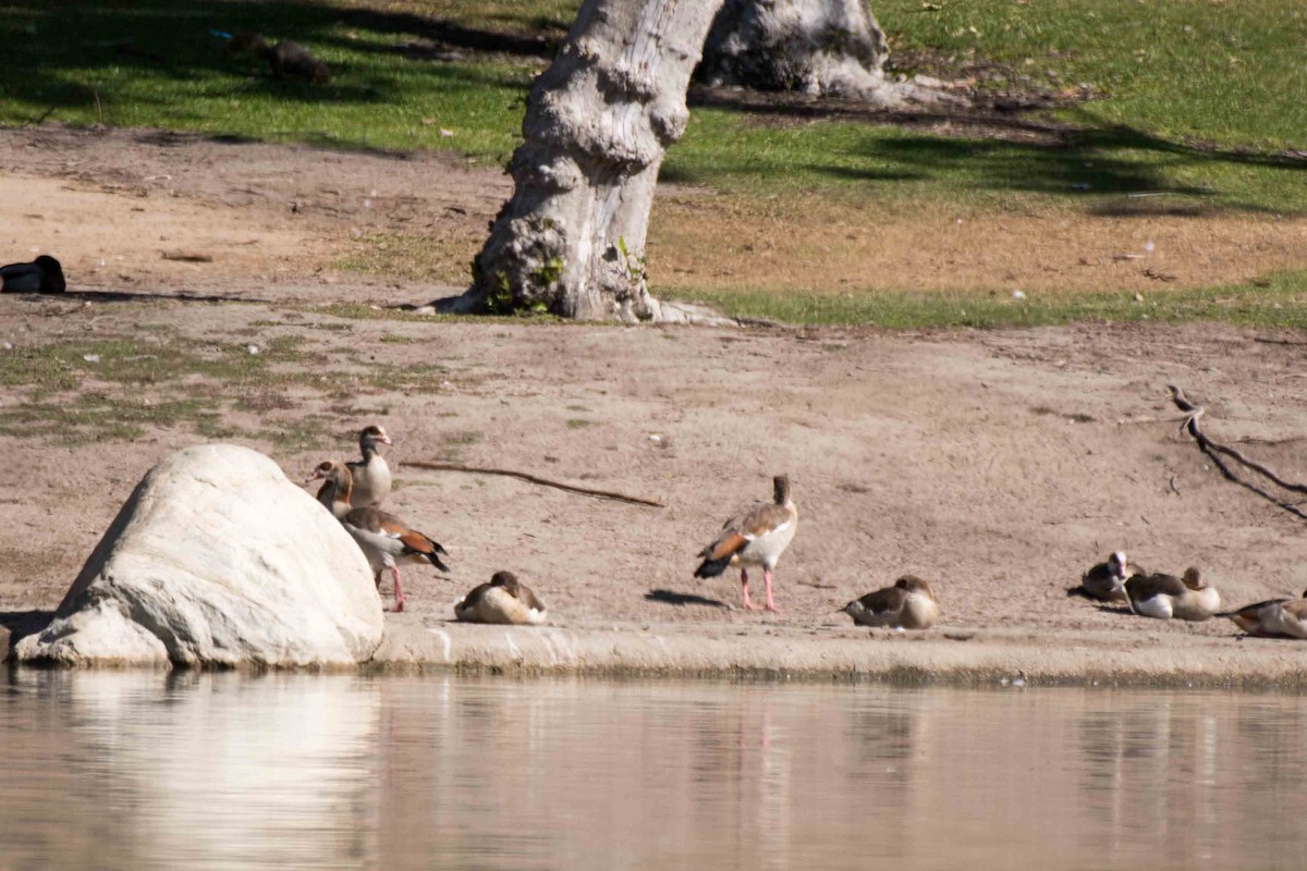 Egyptian Goose - James McNamara