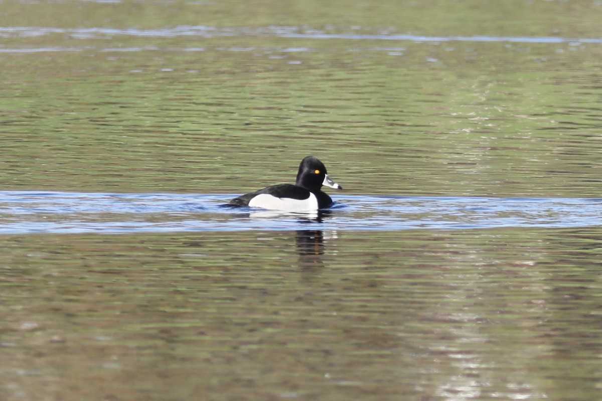 Ring-necked Duck - Gil Ewing