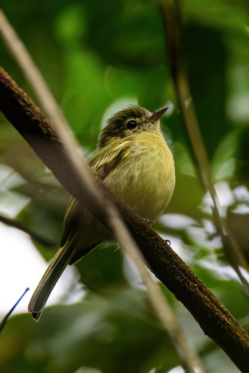 Yellow-olive Flatbill - Ralph Hatt