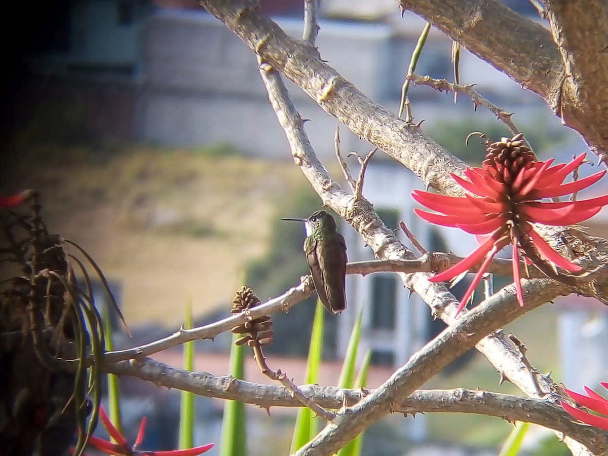 Azure-crowned Hummingbird - ML546480411