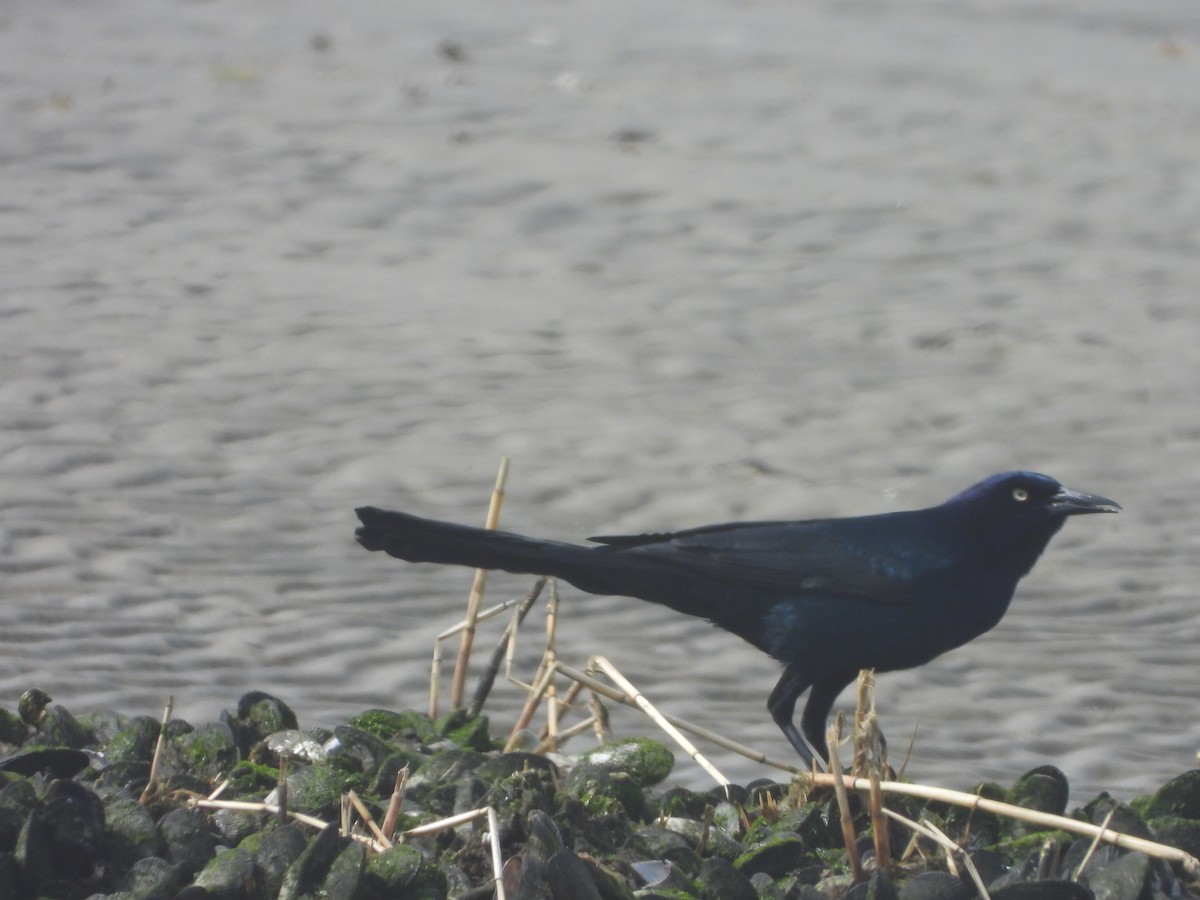 Boat-tailed Grackle - ML546480841