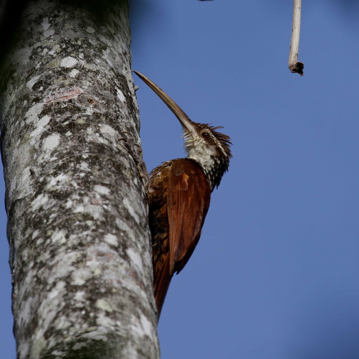 Long-billed Woodcreeper - José Dionísio JDionísio