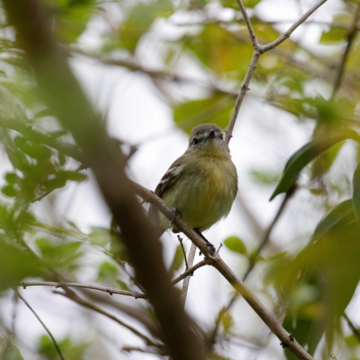 Pale-tipped Tyrannulet - ML546481581
