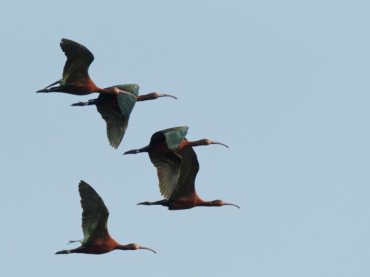 White-faced Ibis - ML546482421
