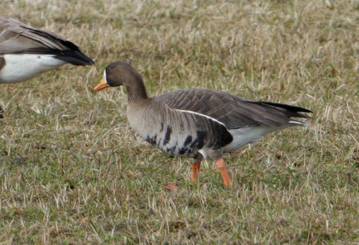 Greater White-fronted Goose - ML546482661