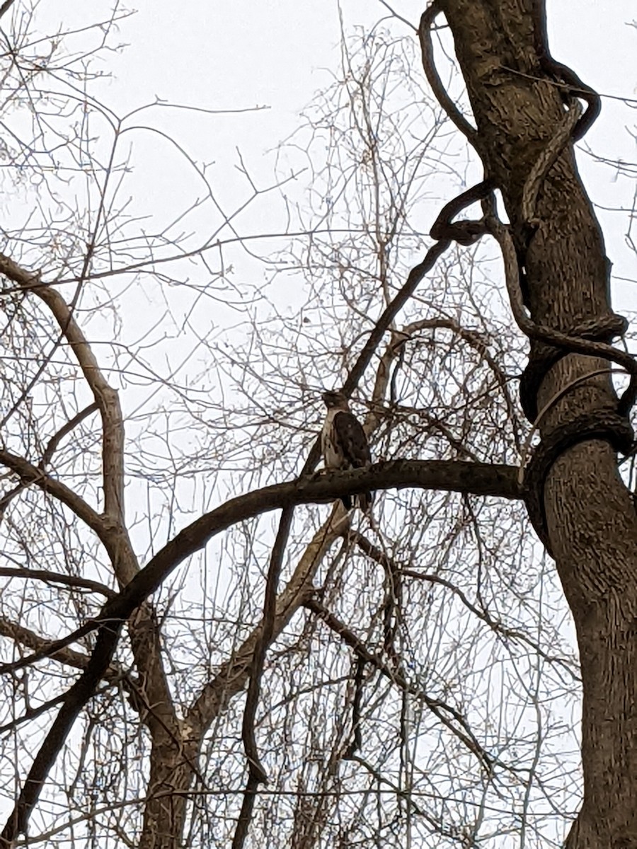 Red-tailed Hawk - ML546482741