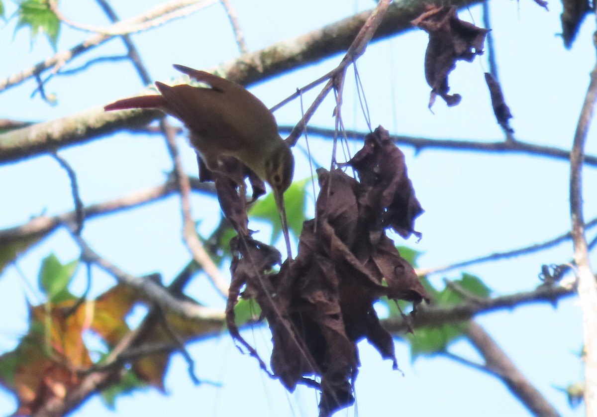 Scaly-throated Foliage-gleaner - ML546483881