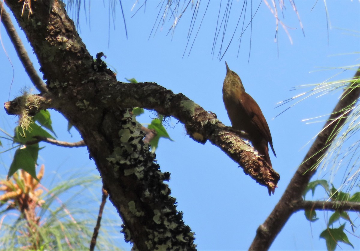 Scaly-throated Foliage-gleaner - Oliver  Komar