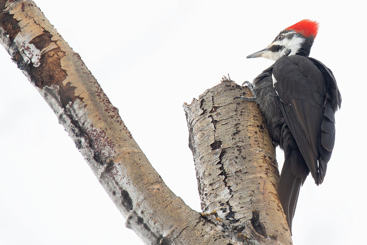 Pileated Woodpecker - ML546484281