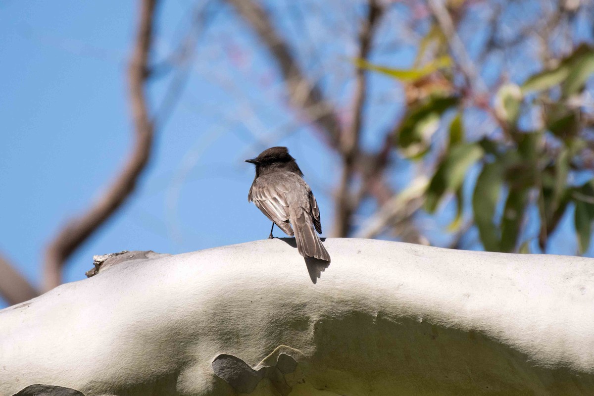 Black Phoebe - James McNamara