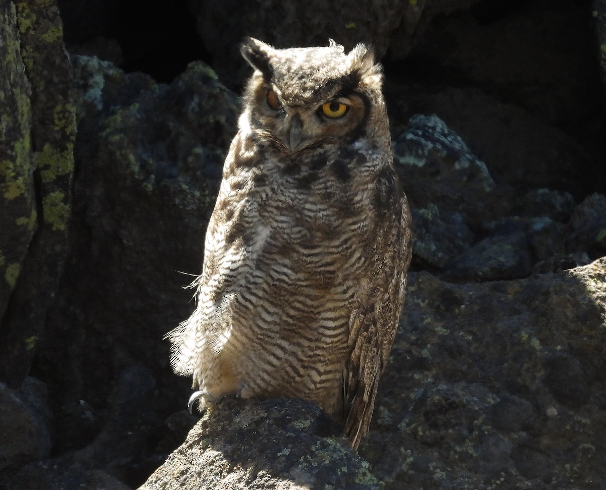 Lesser Horned Owl - ML546485951
