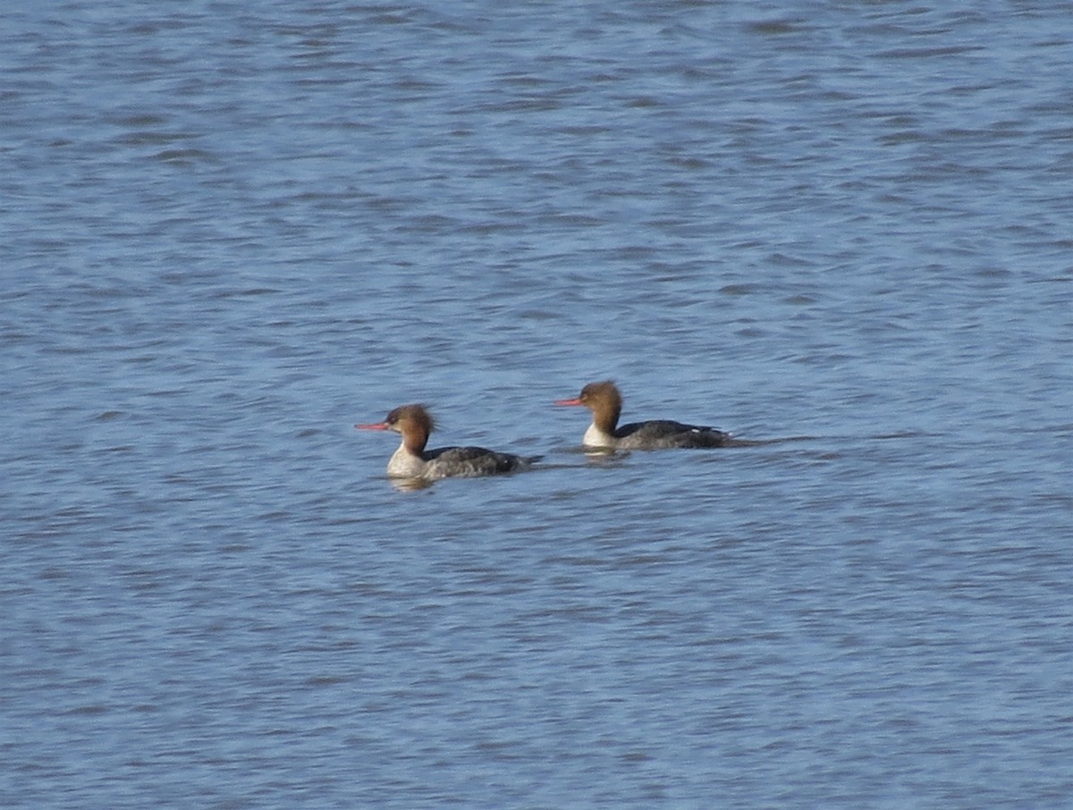 Сэвгэр бохио - ML546487411