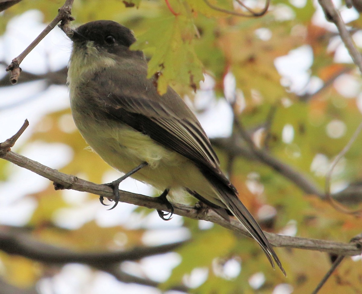 Eastern Phoebe - ML546488741