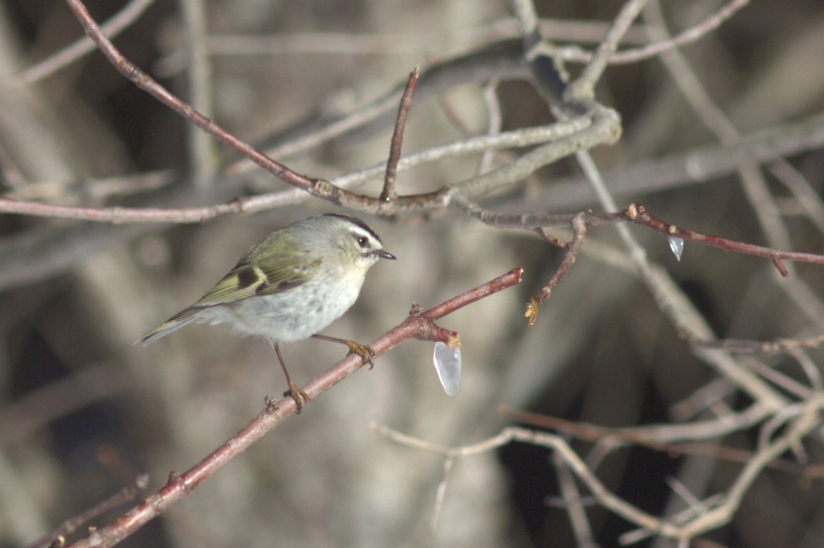 Golden-crowned Kinglet - ML546489131