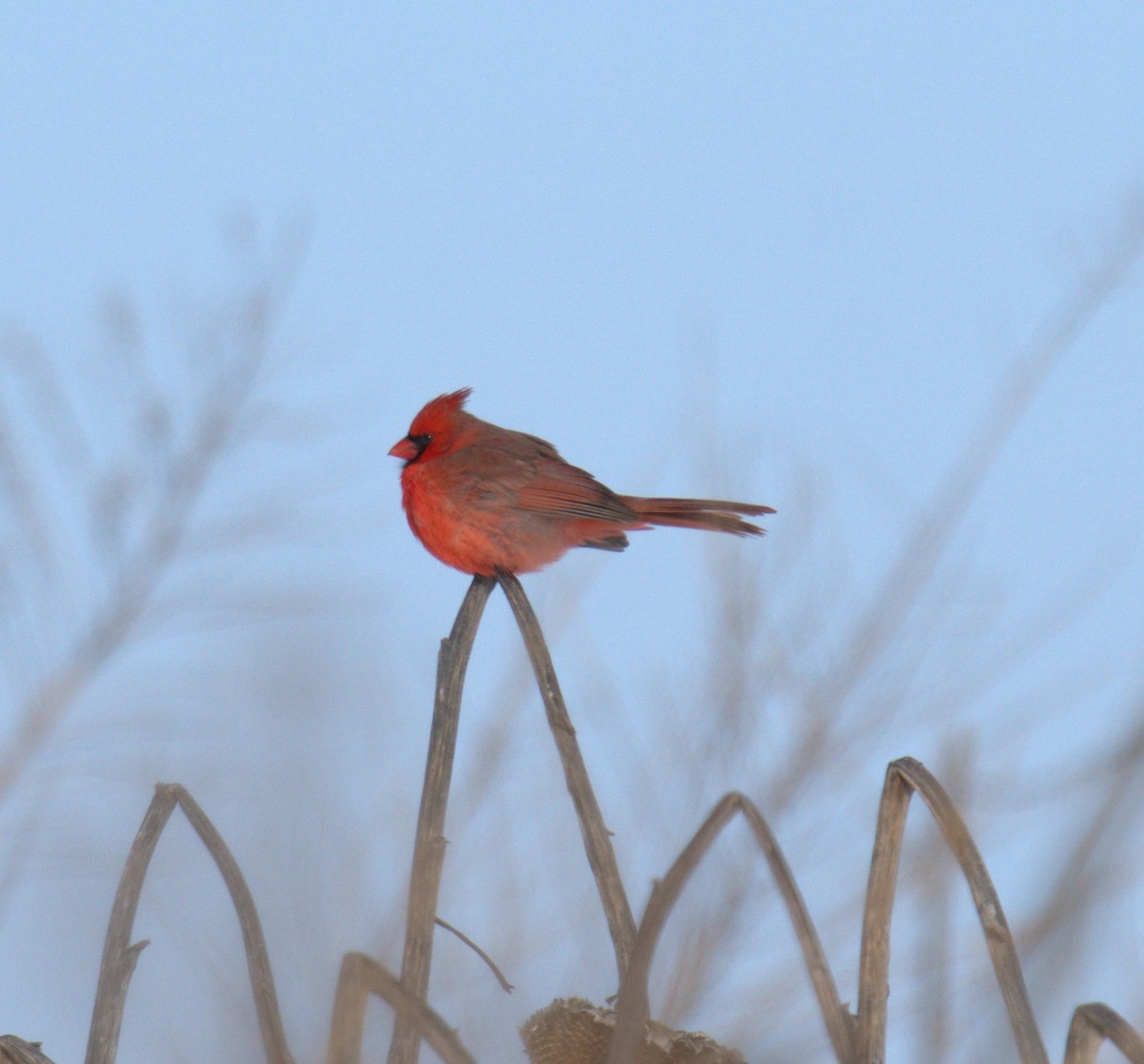 Northern Cardinal - Cindy & Gene Cunningham