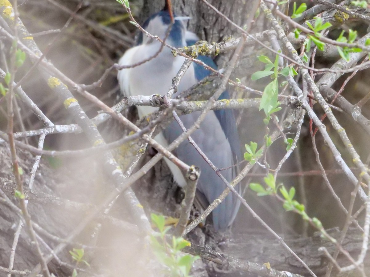 Black-crowned Night Heron - ML546489851