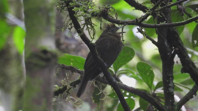 Llorón Bronceado - ML546489971