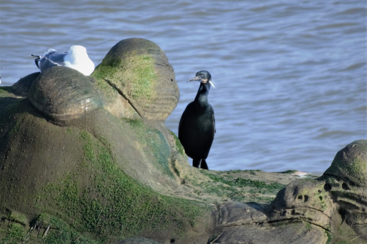 Brandt's Cormorant - Alexandra Barath