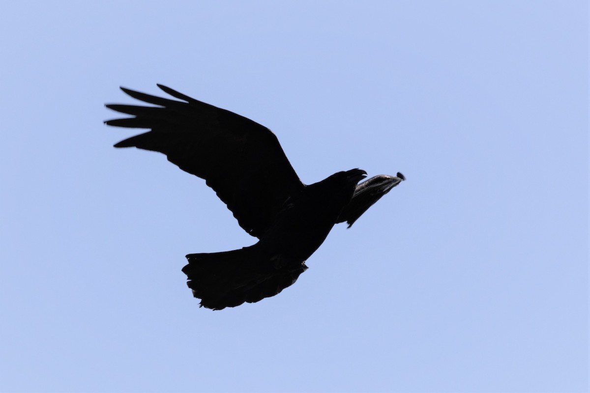 Common Raven - ML546490941