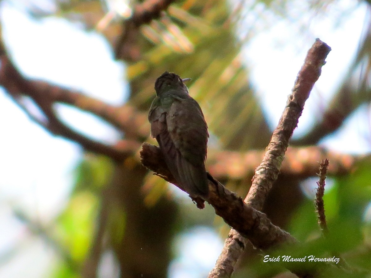 Colibrí Magnífico - ML54649101