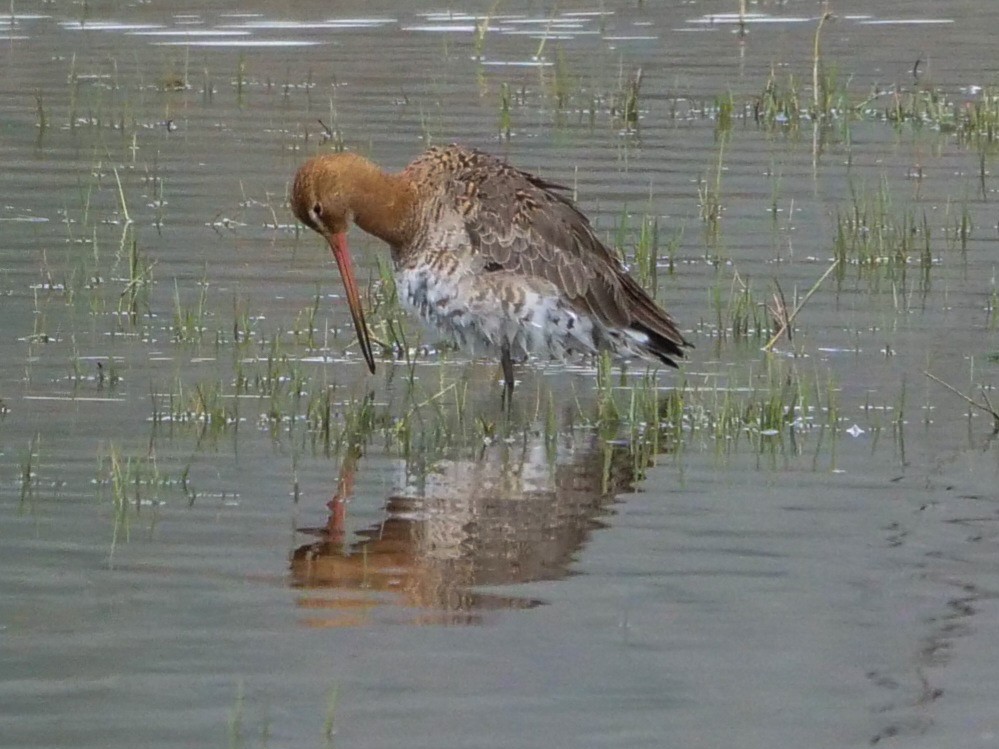 Black-tailed Godwit - ML546491151