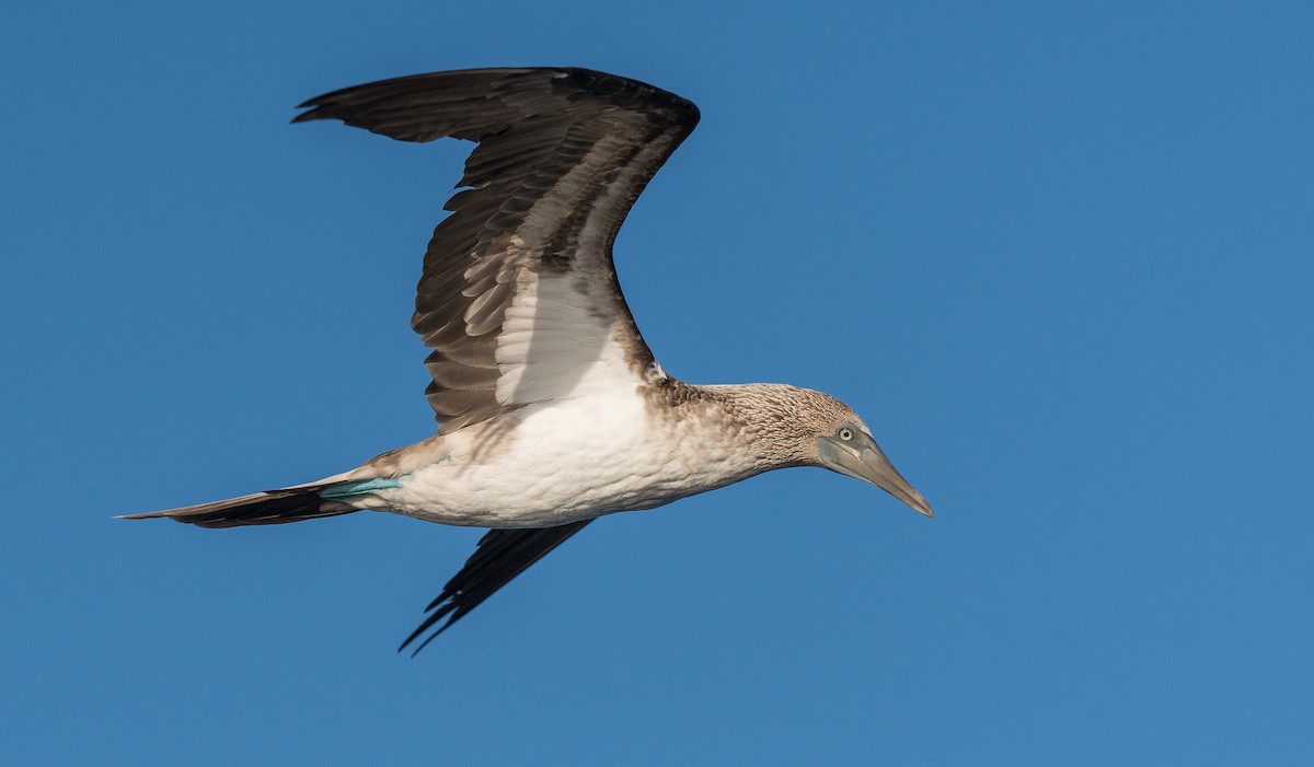 Blue-footed Booby - Ian Routley