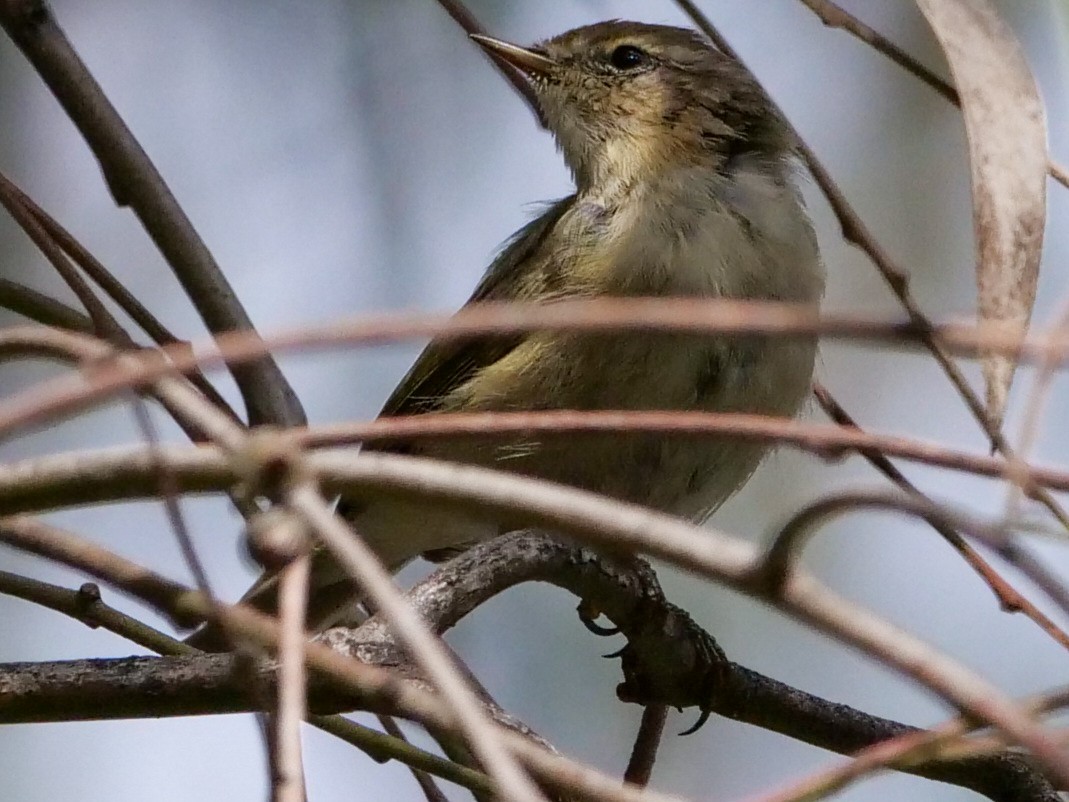 Common Chiffchaff - ML546492401