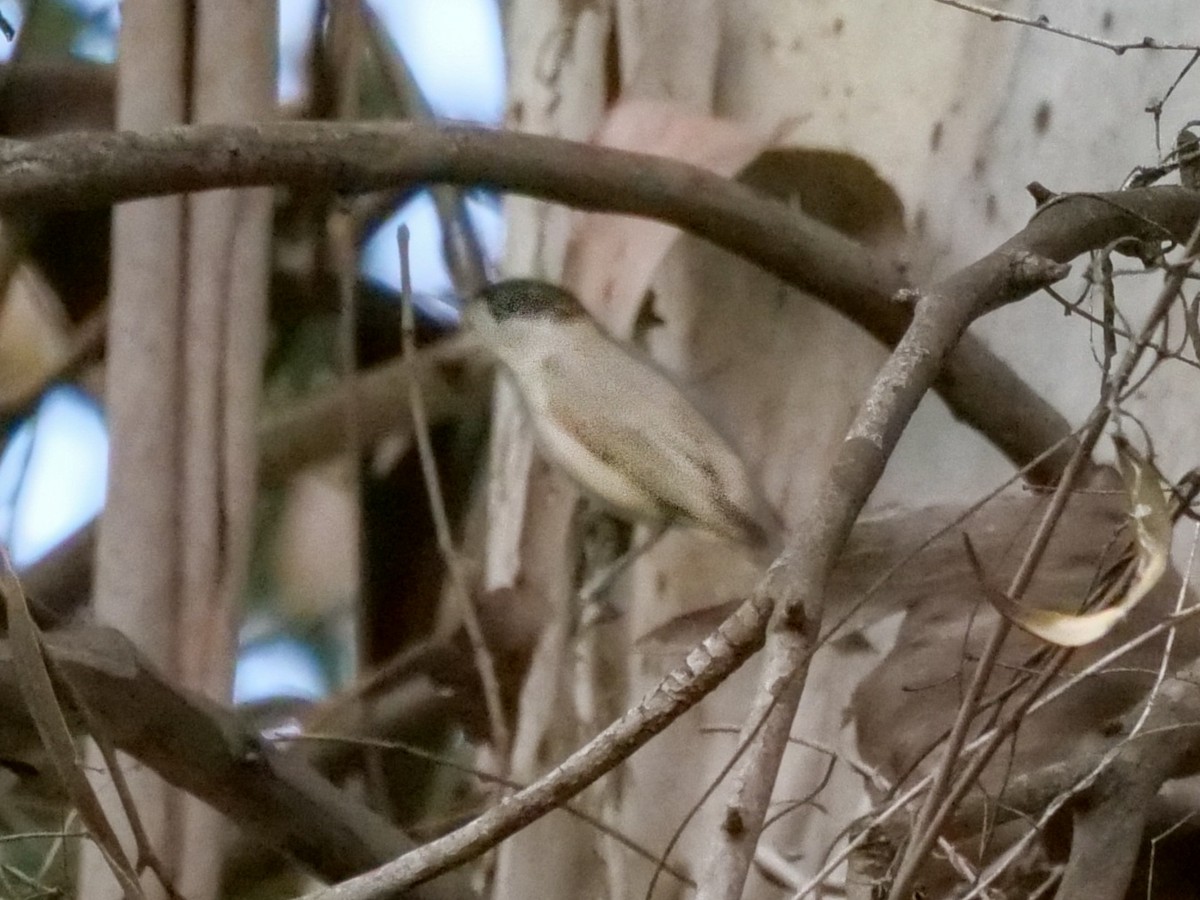 Eurasian Blackcap - ML546492571