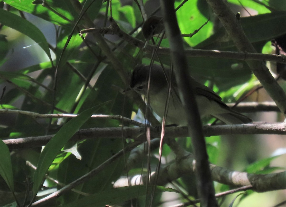 Brown-capped Vireo - ML546492641