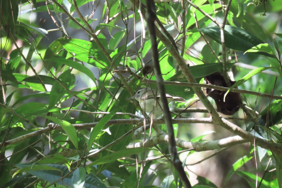 Brown-capped Vireo - ML546492651