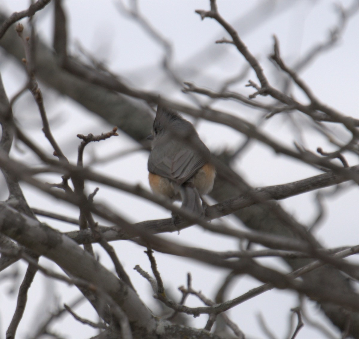 Black-crested Titmouse - ML546492881