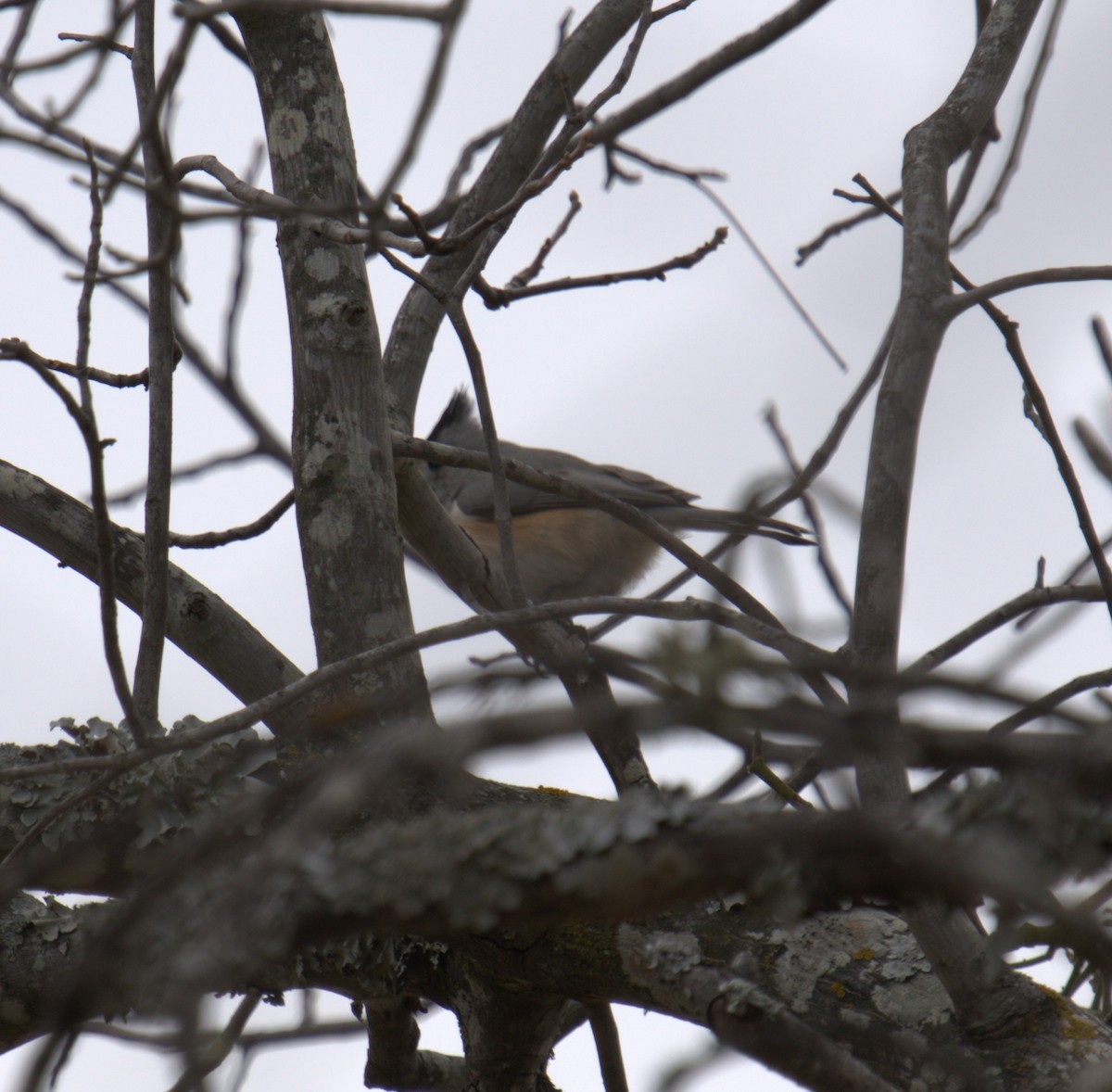 Black-crested Titmouse - ML546492891